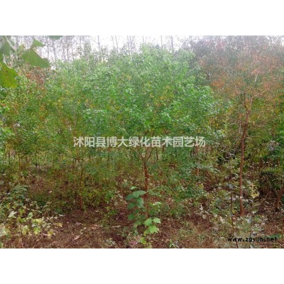黃楊小苗批發供應 瓜子黃楊床苗 小葉黃楊床苗 根系發達 價低