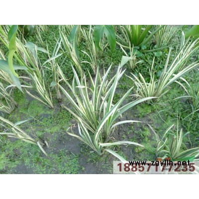 各種水生植物，水芹、水英、細本山芹菜、牛草、楚葵、刀芹