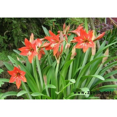 優(yōu)質(zhì)水鱉，馬尿花，芣菜，浙江*低價(jià)