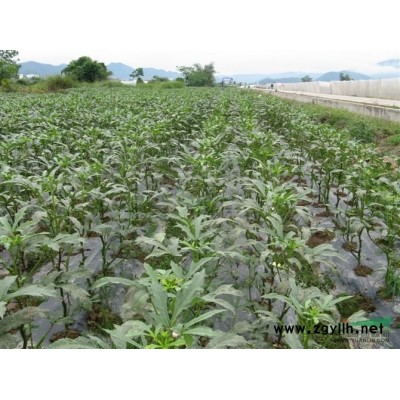 優(yōu)質(zhì)馬尼拉，臺(tái)北草、菲律賓草、半細(xì)葉結(jié)縷草，浙江*低價(jià)