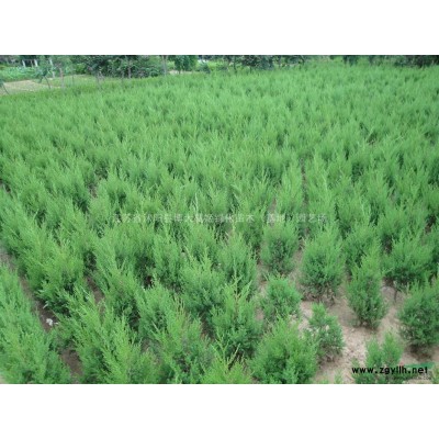 豐花月季批發(fā)供應(yīng) 高度40-60公分月季工程苗價(jià)格 貨源充足