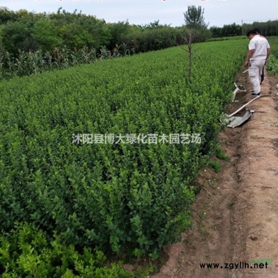 大葉女貞基地 5公分大葉女貞價格 高桿女貞批發供應 保質保量