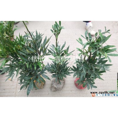 各種水生植物，馬藺、馬蓮、馬蘭、馬蘭花、旱蒲