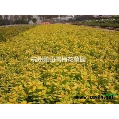 狐尾藻 供應(yīng)各種水生植物