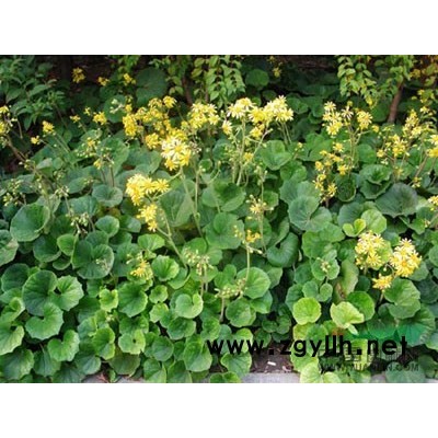 優(yōu)質(zhì)百慕大草，狗牙根草，浙江*低價(jià)