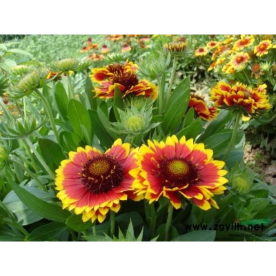 西伯利亞鳶尾 大量供應(yīng)80萬芽