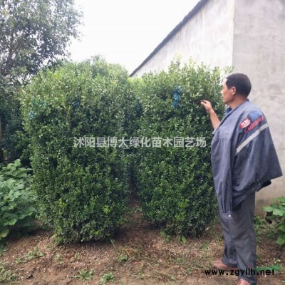 供應美人蕉，水生美人蕉，多年生草本植物，量大價低，基地直銷