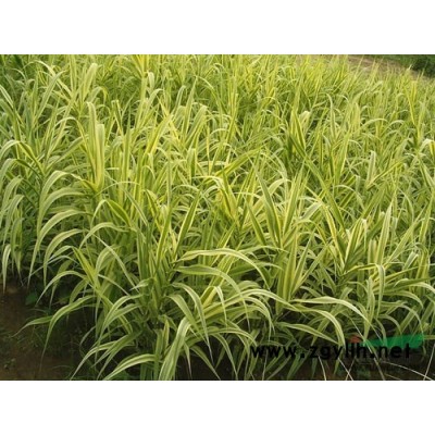 紫茉莉，胭脂花、洗澡花、夜繁花、夜來香、夜嬌嬌、潮來花、