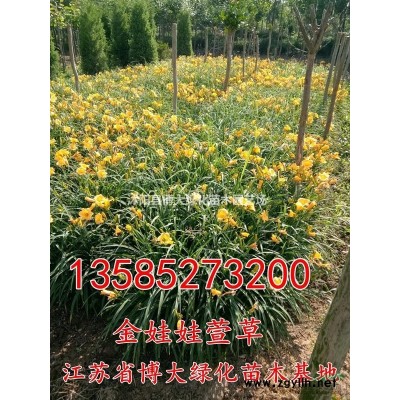 金葉女貞球 50冠幅金葉女貞毛球價(jià)格 低價(jià)批發(fā) 貨源充足