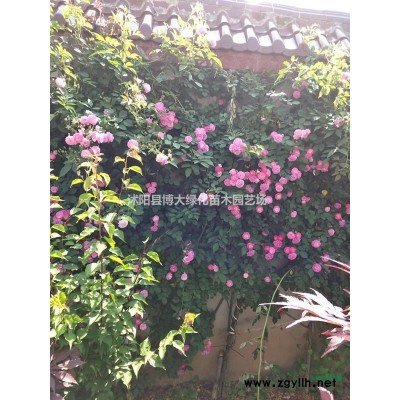 塔柏價(jià)格 50公分塔柏行情報(bào)價(jià) 蜀檜苗 塔柏苗種植基地