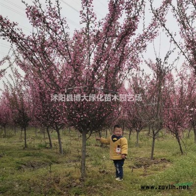 水蠟苗批發(fā)供應(yīng) 水臘苗價(jià)格 綠化工程苗木 貨源充足