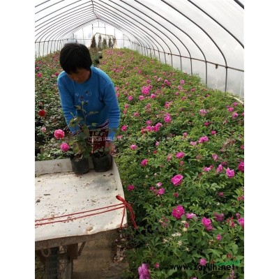 繡線菊苗批發(fā)供應(yīng)：金焰繡線菊，金山繡線菊，麻葉繡線菊