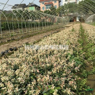 菲白竹 菲黃竹 闊葉箬竹 鳳尾竹 慈孝竹