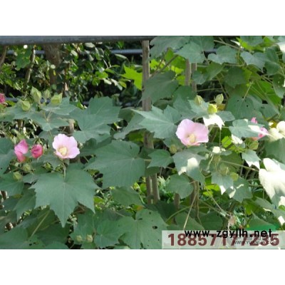 石蒜  庫存500萬芽