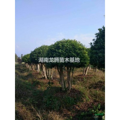 紅花繼木、造型紅花繼木、紅花繼木球、紅花繼木小苗等供應