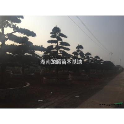 湖南桂花，湖南各種香樟樹，羅漢松、金桂、四季桂花、紅花繼木、