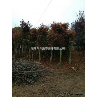 移栽香樟價格 長沙移栽香樟報價 大規格移栽香樟 移植香樟