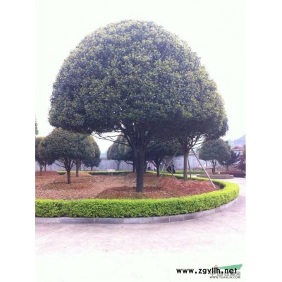 湖南各種規格香樟.桂花.杜鵑.廣玉蘭