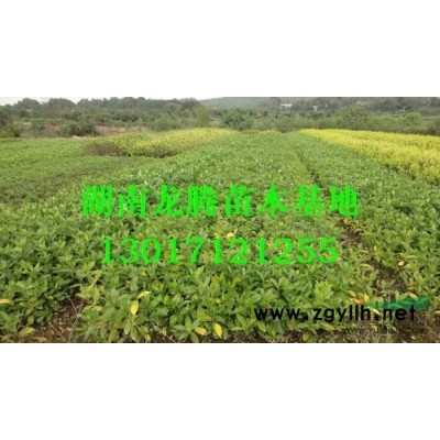 廣玉蘭、白玉蘭、紫玉蘭、廣玉蘭樹批發
