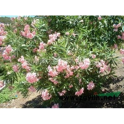 湖南桂花，湖南桂花樹，湖南桂花樹批發(fā)