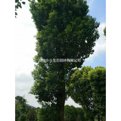 今年湖南叢生紫薇的價格怎么樣 長沙叢生紫薇價格行情