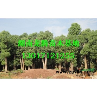 桂花價格、湖南桂花價格、桂花小苗價格、湖南桂花、桂花樹價格