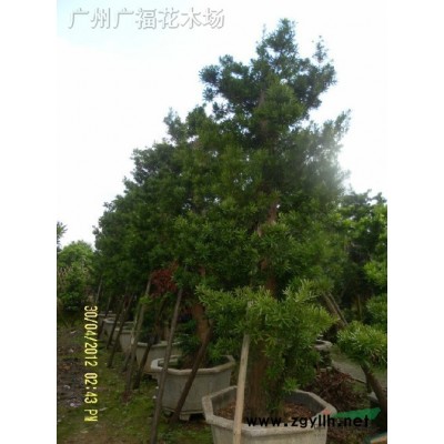 長期供應兩米直徑以上，秋楓小葉榕，菩提榕，高山榕，高度13米