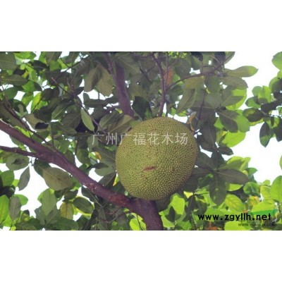 琴葉珊瑚