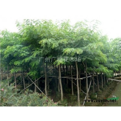 藍花楹
