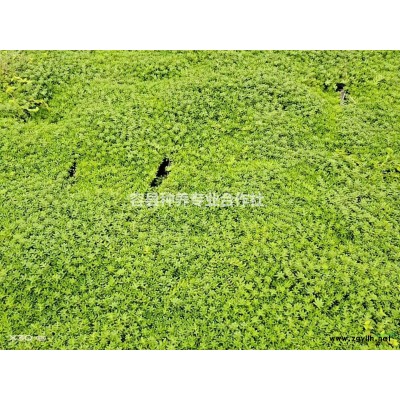 供應商：輕基質腐植育苗營養土