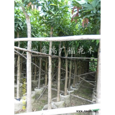 天竺桂（陰香）