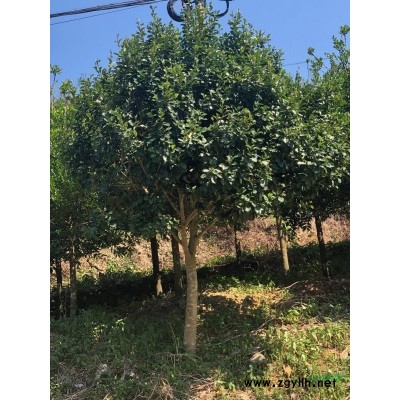 大小規(guī)格芒果樹(shù)直徑30-50公分基地