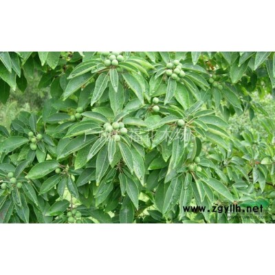 澳洲鴨腳木