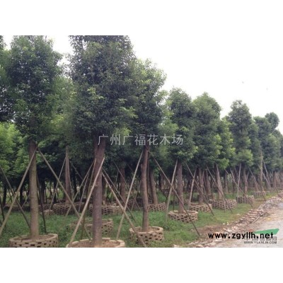 供應垂榕柱