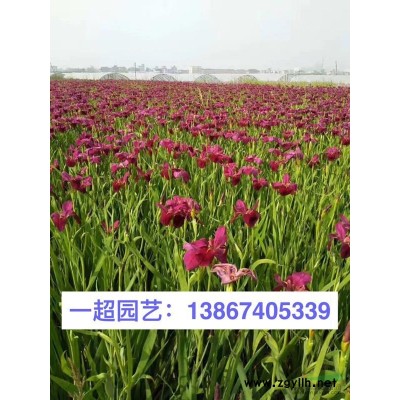 青珊瑚小杯 青珊瑚小苗 青珊瑚基地批發