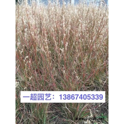 黃金露 精品黃金露小苗 黃金露大杯 黃金露批發