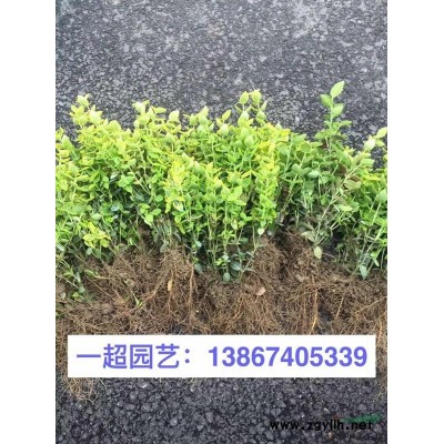 琴絲竹 琴絲竹價格 琴絲竹批發