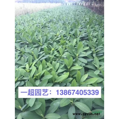 燈籠草 燈籠草批發(fā) 燈籠草價格
