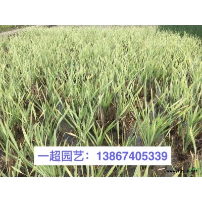 百子蓮/百籽蓮 精品百籽蓮/百子蓮價格 百籽蓮批發(fā)