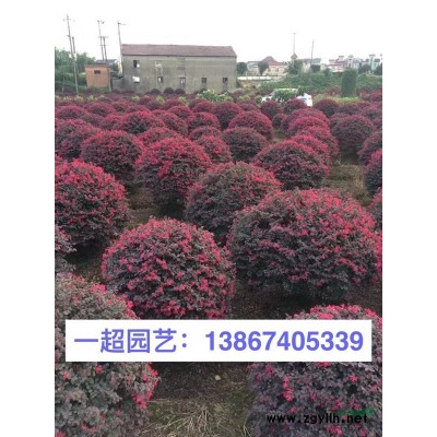 水蓼 水蓼價格 水蓼批發 野芒草價格 浙江野芒草批發