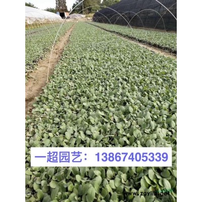 玉竹 玉竹批發 浙江玉竹基地 玉竹行情
