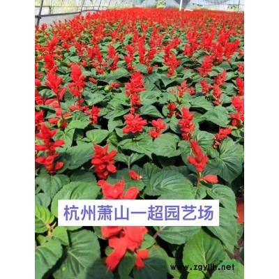 吊竹梅 吊竹梅價格 吊竹梅批發