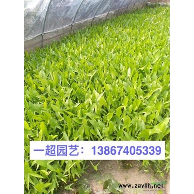 小盼草 小盼草小苗 地栽 盆栽 小盼草批發