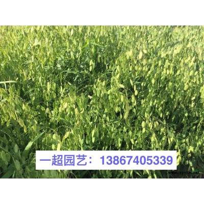 半枝蓮 半支蓮 半枝蓮基地 半枝蓮批發 半枝蓮價格