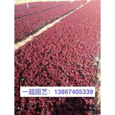 大蘭花鳶尾，大蘭花鳶尾基地批發(fā)