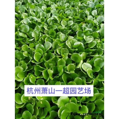 含笑大杯，含笑大杯苗批發(fā)