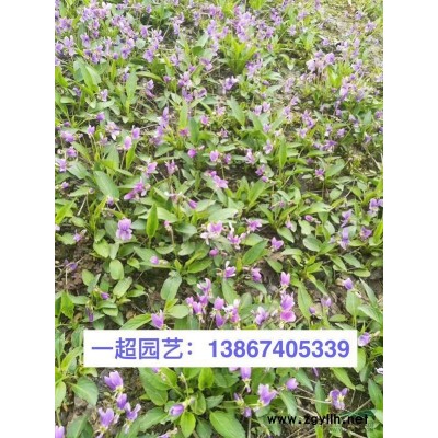 紫葉小檗 紫葉小檗批發 紫葉小檗價格