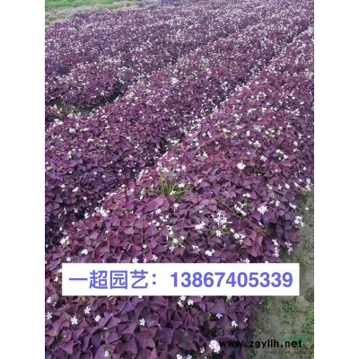 歐洲莢蒾 歐洲莢迷 苦葛小苗 苦葛價格