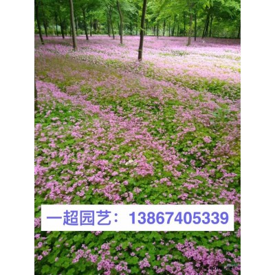 水禾 精品水禾價格 水禾基地批發(fā)