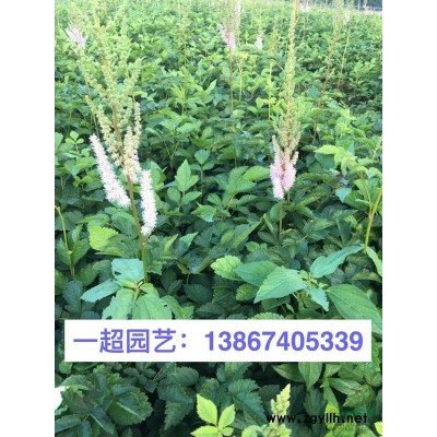 方竹 方竹批發(fā) 各種竹子規(guī)格*